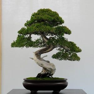 Cypress Bonsai, Bonsai Making, Bonsai Tree Types, Bonsai Tree Care, Indoor Bonsai Tree, Juniper Bonsai, Bonsai Seeds, نباتات منزلية, Plantas Bonsai