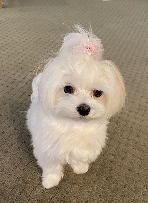 Siblings Bedroom, Maltese Puppy Cut, Maltese Dogs Haircuts, Maltese Haircut, Mini Maltese, Maltipoo Dog, Pet Bunny Rabbits, Puppy Cut, Dog Haircuts