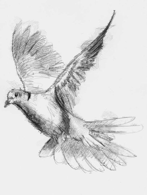 Dove Sketches, Dove Drawing, A Level Art Sketchbook, Bird Sketch, Art Drawing Sketch, Literature Art, Animal Sketches, Bird Drawings, Watercolor Bird