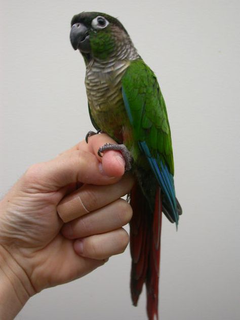 This one looks very similar to Rosa. Green Conure, Sun Conure Parrot, Conure Bird, Pet Birds Parrots, Conure Parrots, Budgies Bird, Sun Conure, Amazon Parrot, Tropical Beauty