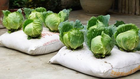 Salad Cabbage, Slaw For Fish Tacos, Growing Cabbage, Soup Cabbage, Recipes Cabbage, Recipe Cabbage, Cabbage Recipes Healthy, Cabbage And Noodles, Garden Hacks Diy