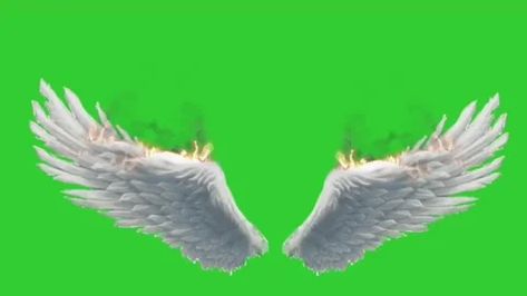 Get this stock video and more royalty-free footage. 3d buring real angel wings fla... ✔️Best Price Guaranteed ✔️Simple licensing. Download Now ➡️ Angel Wings Green Screen, Wings Green Screen, Croma Key Video, Crown Background, St Patricks Day Pictures, Real Angels, Green Screen Footage, Steven Universe Wallpaper, Gacha Things