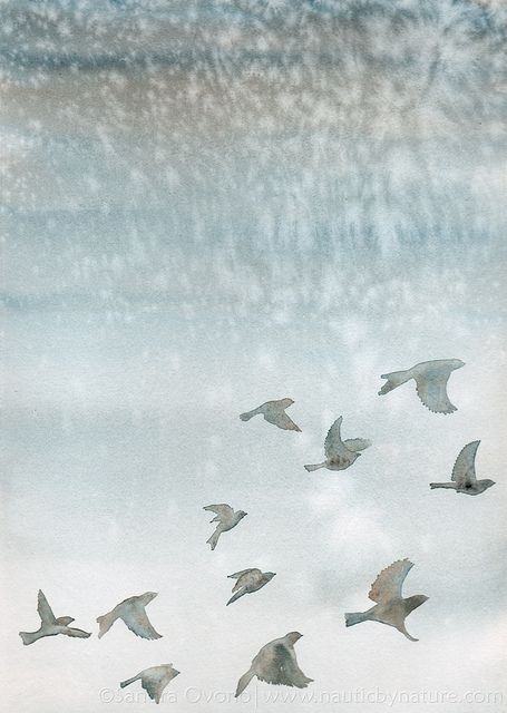 Silent wings by Sandra Ovono Art & Illustration, via Flickr Winter Sky, Duck Egg Blue, Duck Egg, Watercolor Bird, Birds Flying, Birds Of Paradise, Birds Painting, Bird Art, Original Watercolor Painting