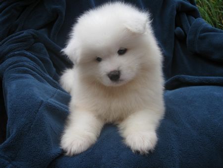 Cutest Babies, Samoyed Puppy, Samoyed Dogs, 골든 리트리버, Labrador Retriever Puppies, Fluffy Dogs, Newfoundland, Baby Dogs, Great Dane