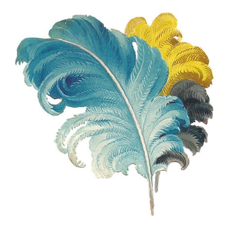 Antique Images: Free Feather Graphic: Victorian Scrap of Blue and Yellow Ostrich Feathers Feather Template, French Images, Feather Illustration, Feather Graphic, Feather Drawing, Victorian Scrap, Graphics Fairy, Antique Images, Feather Art