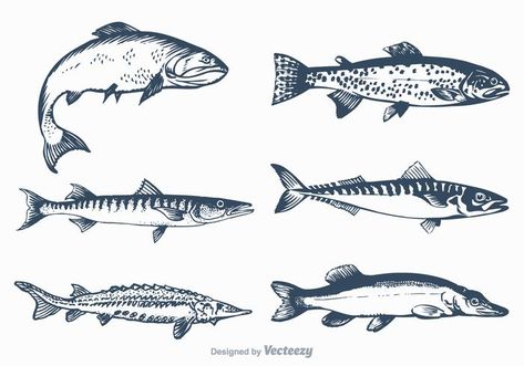 Salmon Drawing, Seafood Illustration, Salmon Tattoo, Menu Poster, Menu Illustration, Drawn Fish, Banner Drawing, Fish Vector, Fish Illustration