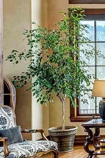 Plants that Purify the Air; Large Houseplants Large Houseplants Indoor, Ficus Tree Indoor, Large Houseplants, Indoor Tree Plants, Bank Project, Best Indoor Trees, Indoor Palm Trees, House Trees, Hall Entrada