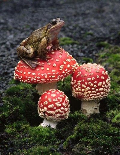 Mr. Toad on his stool. Mushroom Pictures, Red Mushroom, Funny Frogs, Mushroom Fungi, A Frog, Frog And Toad, Reptiles And Amphibians, Cute Frogs, Happy Animals