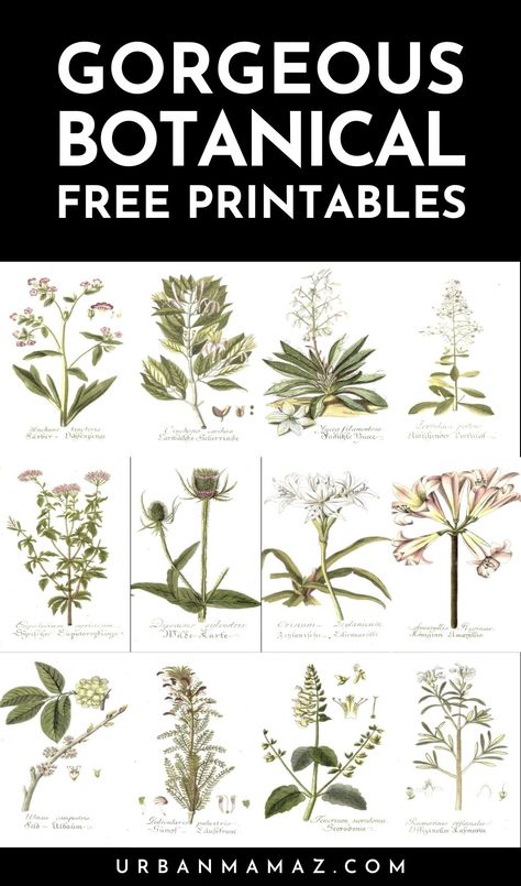 Free Printable Botanicals Vintage Prints, Printable Botanical Prints Free, Free Vintage Botanical Printables, Garden Printables Free, Free Vintage Printables Public Domain, Free Plant Printables, Free Botanical Printables, Free Junk Journal Printables, Botanical Prints Free