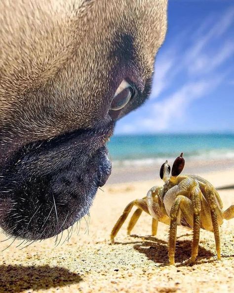 Bronson here is an expert sniffer. He gets up close and personal with some pretty cool things because of his gentle disposition. Dogs explore the world using their nose and it’s important to spend some time letting them stop and smell the roses… And the snails and the crabs! #frenchbulldog #frenchie 📸 IG bronsonthefb