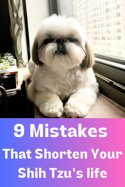 Shih Tzu tips Shitzu Clothes, Shih Tzu Short Haircut, Shi Tzu Hairstyles Short, How To Groom A Shih Tzu At Home, Shihtzu Haircut Short, Short Shitzu Haircut, Shih Tzu Haircuts Short, Shih Poo Haircuts, Male Shih Tzu Grooming Styles