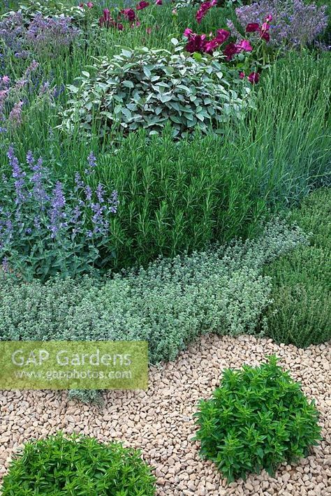 A gravel herb garden with planting including Thymus, Origanum vulgare, Rosmarinus, Borago officinalis, Nepeta, Lavandula, Rosa and Elaeagnus in The B&Q Garden designed Design Laurie Chetwood and Patrick Collins Chelsea 2011 Origanum Vulgare, D Photo, Plant Photography, Front Garden, Herb Garden, Image Types, Garden Projects, Stepping Stones, Planting