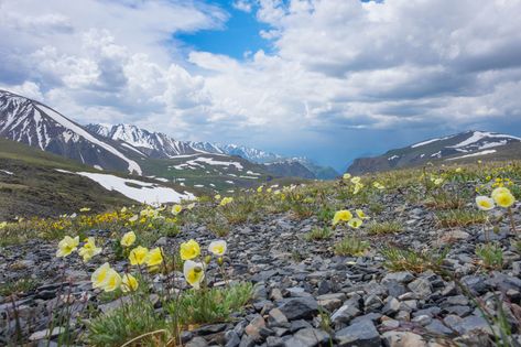 Arctic Tundra Plants Tundra Plants, Arctic Tundra, Physical Geography, Nature Conservation, Landscape Pictures, Landscaping Plants, All About Plants, Plant Life, Garden Planters