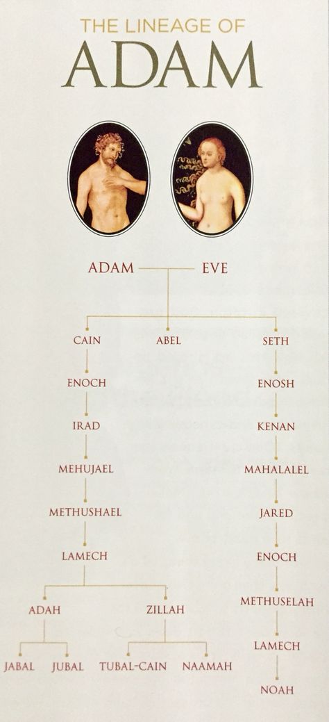 Lineage of Adam Adam Bible, Biblical Genealogy, Lineage Of Jesus, Bible Genealogy, Bible Project, God's Daughter, Study Topics, Lds Living, Bible Study Topics