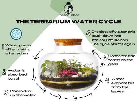 The Science Behind Closed Terrariums: Understanding How They Work – Tropical Glass How To Make A Terrarium, Closed Terrarium Ideas Diy, Make Your Own Terrarium, Closed Terrarium Plants, Tropical Terrariums, Closed Terrarium, Bonsai Diy, Build A Terrarium, Stem Club