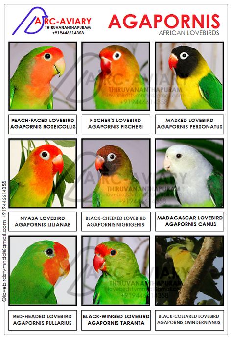 AKHILCHANDRIKA: AGAPORNIS - AFRICAN LOVEBIRDS African Love Birds, Pacific Parrotlet, Love Birds Pet, African Lovebirds, Bird Breeds, Pet Bird Cage, Parrot Pet, African Love, Bird Types