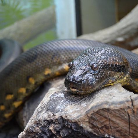 Green anaconda - One of the largest snakes in the world, reports of anaconda attacks on humans are rare. However, these boas can take down large prey including jaguars. Smithsonian National Zoo. Anaconda Snake, Duck Billed Platypus, Green Anaconda, Snake Facts, Milk Snake, Reticulated Python, Garter Snake, Giant Snake, Largest Snake