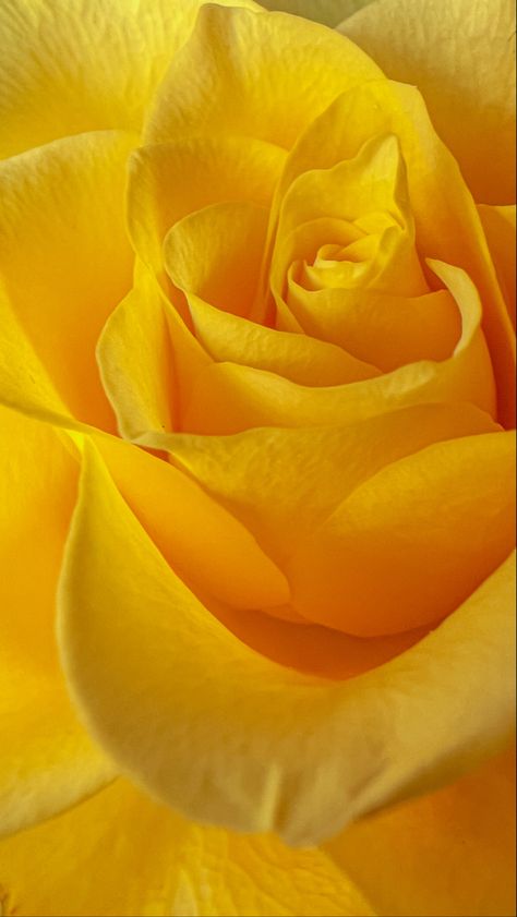 Yellow Rose Wallpaper Iphone, Yellow Roses Aesthetic Wallpaper, Yellow Roses Aesthetic, Yellow Rose Wallpaper, Yellow Roses Wallpaper, Roses Wallpaper, Yellow Iphone, Yellow Wallpaper, Rose Wallpaper