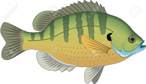 Bluegill illustration. , #SPONSORED, #Bluegill, #illustration Fish Gills, Batik Diy, Res Life, Cartoon Fish, Clipart Black And White, Kid Crafts, Cartoon Images, Download Images, Fish Pet