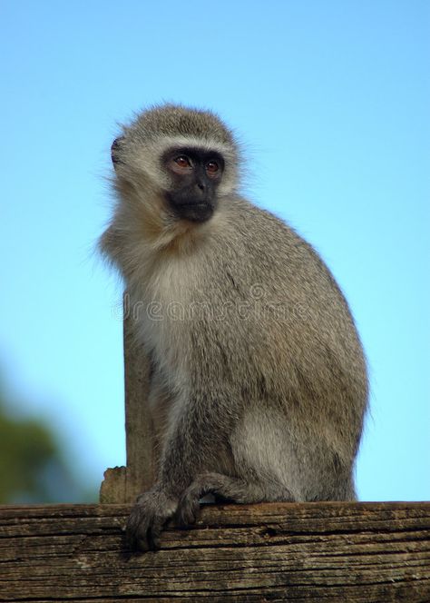 Monkey Sitting, Vervet Monkey, Dog Gifs, Monkeys, Royalty Free Photos, Free Stock Photos, Stock Photography, Stock Vector, Royalty Free Stock Photos