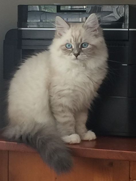 Blue Lynx Point Siberian, Lynx Point Siberian Cat, Cat 9:16, Cute Siberian Cat, Silver Siberian Cat, Neva Masquerade Siberian Cat, Blue Lynx Ragdoll, White Siberian Cat, Lynx Point Cat