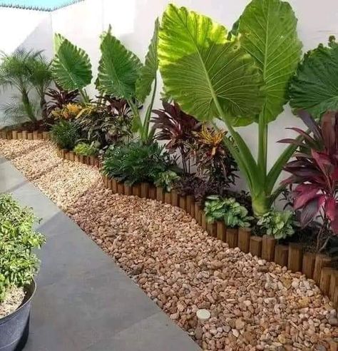 Large Plant Pots Driveway, Higher Fence Ideas, Miami Front Yard Landscaping Ideas, Tropical Fence Landscaping, Elephant Ear Garden Ideas, Landscaping Along Fence Front Yard, Tropical Yard Ideas, Tropical Landscaping Around Pool, Tropical Ground Cover