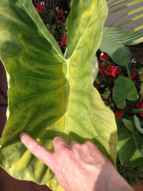 why has my elephant ear suddenly turned yellow? - Gardening & Landscaping Stack Exchange Elephant Ear Flower, Colocasia Plant, Elephant Ear Plant Care, Elephant Ear Plants, Best Grass Seed, Plant Leaves Turning Yellow, Shade Loving Plants, Banana Water, Elephant Plant