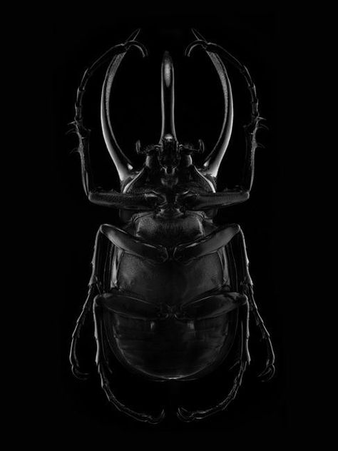 Black Beetle, Foto Art, All Black Everything, Color Textures, Black Love, Shades Of Black, Black Is Beautiful, Black Aesthetic, Back To Black