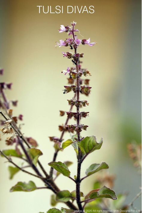 Tulsi Pujan Divas ( Holi Basil worship day ) is celebrated every year on 25th December all over the world. Tulsi ( Holi Basil) is a plant quite familiar to all. Nearly all of our scriptures have sung its praises. We know how it is worship in our cultural but most of us don't know that Tulsi ( Holi Basil) used to be worshipped in the rituals of the Greek (Eastern) church and every year on the Birth Anniversary of Saint Basil Tulsi Pujan, Tulsi Tree, 25th December, Krishna Mantra, St Basil's, Editing Background, Hd Photos, All Over The World, Basil