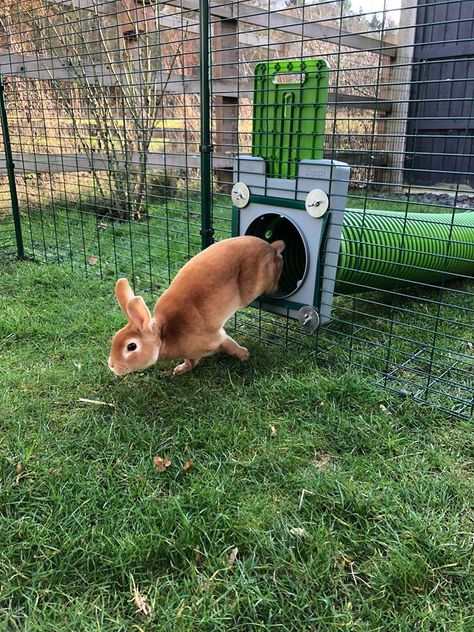 Rabbit Tunnel, Rabbit Hutch And Run, Outdoor Rabbit, Outdoor Rabbit Hutch, Rabbit Enclosure, Rabbit Habitat, Rabbit Farm, Bunny Hutch, Pet Bunny Rabbits