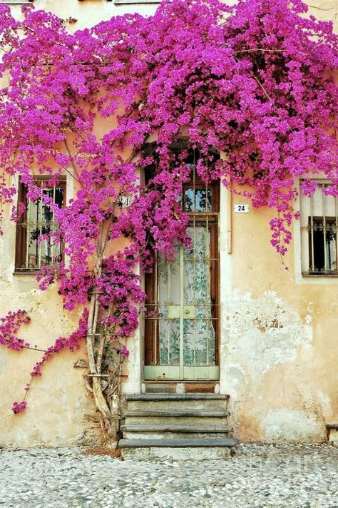 Bougainvillea Mediterranean Exteriors, Bougainvillea, Beautiful Doors, Colorful Garden, Blue Aesthetic, Secret Garden, Purple Flowers, Fine Art America, Ramen