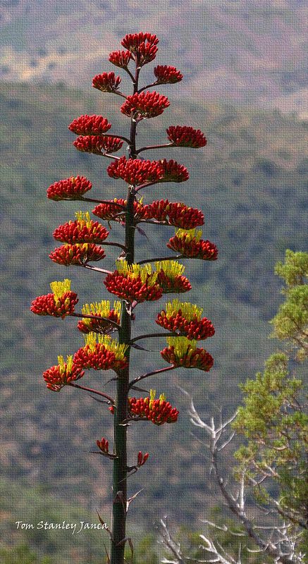 Agave With The Red Buds And Yellow Flowers. Cactus Project, Agave Flower, Cactus Paintings, Flowers Acrylic, Red Bud, Flowers Canvas, Agave Plant, Desert Art, Cactus Flowers