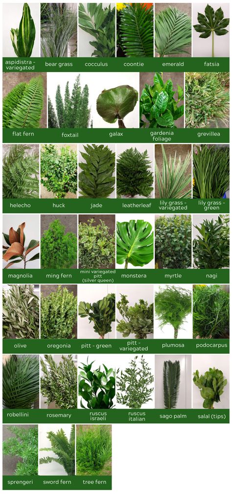 Leaves For Flower Arrangements, Greenery Used In Flower Arrangements, Wedding Greenery Names, Flower Arrangement Greenery, Greens For Bouquets, Foliage For Flower Arranging, Dark Green Greenery, Green Florals For Wedding, Green Foliage Arrangement