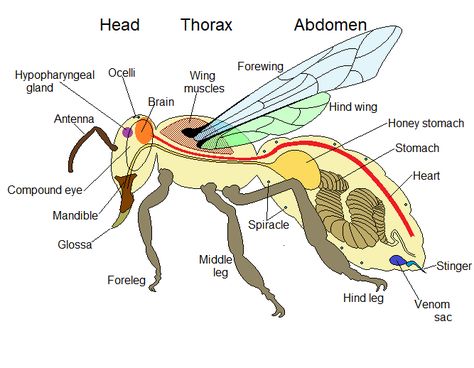 Bee Diagram, Bee Anatomy, Bee Art, Bee Keeping, Horror Art, Honey Bee, Preschool Activities, Anatomy, Honey