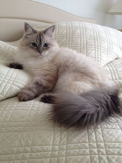 Grey And White Ragdoll Cat, Cute Siberian Cat, Gray Siberian Cat, Seal Ragdoll Cat, Baby Ragdoll Cat, White Ragdoll Cat Aesthetic, Grey Ragdoll Cat, Siberian Cat Aesthetic, White Siberian Cat