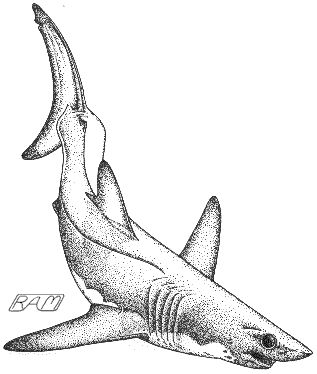 Mako Shark Drawing, Mako Shark Tattoo, Pointillism Tattoo, Shark Drawing, Mako Shark, Stippling Art, Shark Coloring Pages, Draw Animals, Shark Art