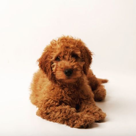 Braveheart AKA Finn Mini Irish Doodle, Irish Doodle, Puppy Facts, Doodle Puppy, Forever Family, Food Animals, Cute Dogs, Daisy, Cute Animals