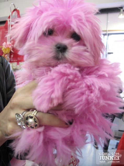 pink dog Pink Playground, Maltipoo Haircuts, Pink Runway, Lamp Decoration, Glitter Rosa, Pink Puppy, Cherry Blossom Festival, I Believe In Pink, Pink Power