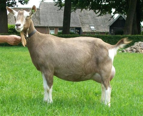 Toggenburg Goat, Livestock Animals, Alpine Goats, Goat Breeds, Cute Goat, Goat Art, Farm Plans, Bush Craft, Future Farms