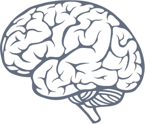 Human Brain Drawing, Brain Png, Brain Vector, Act Math, Brain Icon, Brain Drawing, Ap Spanish Language, Brain Images, Ap World History