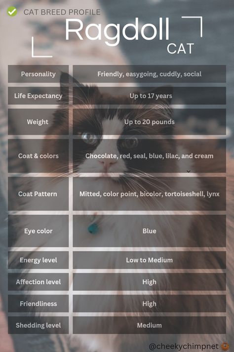 Ragdoll Cat Breed Profile #ragdoll #cat #catprofile #catbreess #pet Ragdoll Cat Aesthetic Wallpaper, Ragdoll Kitten Black, Ragdoll Aesthetic, Ragdoll Cat Aesthetic, Cat Age Chart, Ragdoll Cat Colors, Cat Breeding, Cat Breeds Ragdoll, Gato Ragdoll