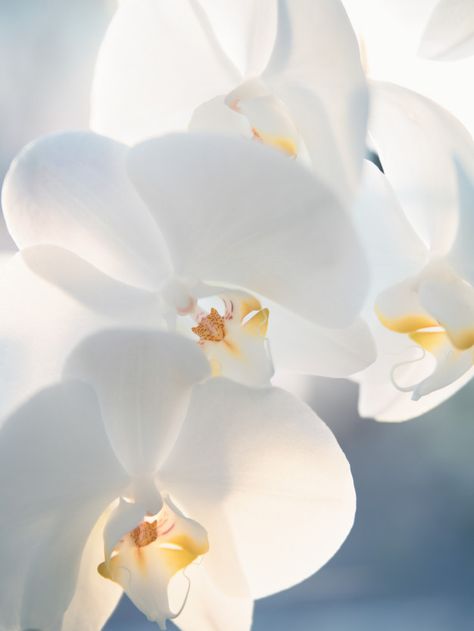 Flower Backround, Orchid Photography, Flower Png Images, Cute Blue Wallpaper, Background Flower, Plant Aesthetic, Beautiful Orchids, Beautiful Rose Flowers, White Orchids