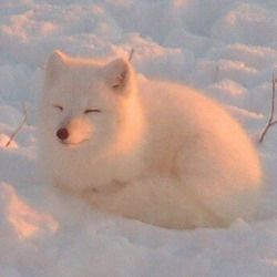 Albino Animals, Pet Fox, Arctic Fox, Pretty Animals, Cute Animals Images, Baby Panda, Silly Animals, Chengdu, Cute Wild Animals