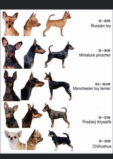 Miniature Pinscher Art, Miniature Doberman, Pincher Dog, Miniature Pinscher Puppy, Dog Infographic, Miniature Pinscher Dog, Mini Pinscher, Dog Breeds List, Manchester Terrier