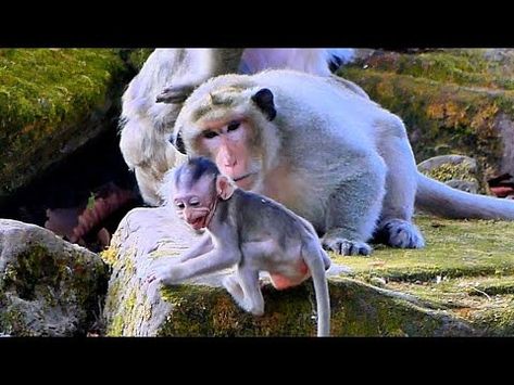 Winged Monkeys, Angel Wings Tattoo, Nature Life, Wings Tattoo, Big Guy, Baby Monkey, Monkeys, Angel Wings, Angel