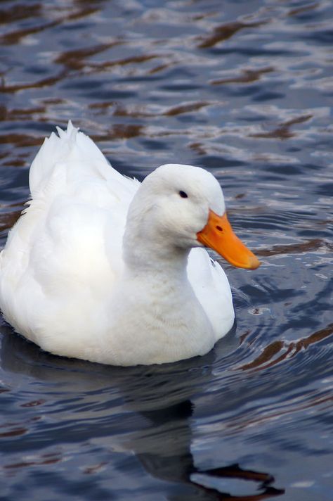 Pekin Duck, Duck Pictures, Duck And Ducklings, Duck Photo, What The Duck, Pet Ducks, Cele Mai Drăguțe Animale, Cute Ducklings, Water Birds