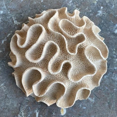 Lisa Seaurchin, Clay Coral, Ocean Texture, Coral Sculpture, Coral Art, Coral Design, Ceramic Texture, Bio Art, Architecture Design Sketch