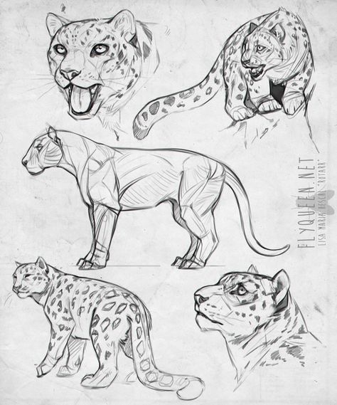 Feline Anatomy Drawing, Leopard Anatomy Drawing, Feline Anatomy Reference, Leopard Drawing Reference, Feline Poses Reference, Big Cat Drawing Reference, Big Cats Art Draw, Wild Cats Drawing, How To Draw Big Cats