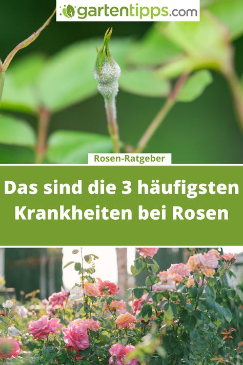 #Rosen, die Königinnen des Gartens, sind leider anfällig für Krankheiten. Die 3 häufigsten #Krankheiten bei Rosen und Abhilfe, finden Sie in diesem Beitrag. #gartentipps #gartenverliebt