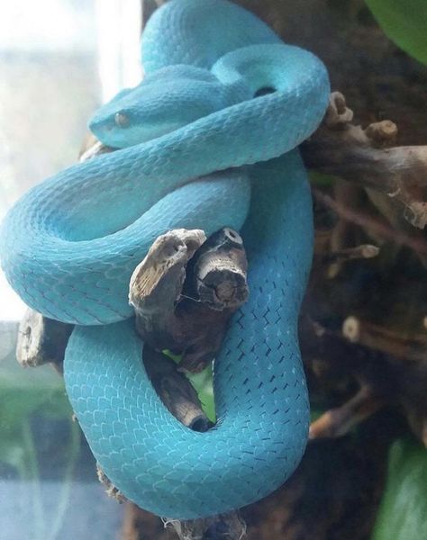 Snake Photos, Viper Snake, Cool Snakes, Pretty Snakes, Colorful Snakes, Snake Wallpaper, Pit Viper, Blue Snake, Cute Snake